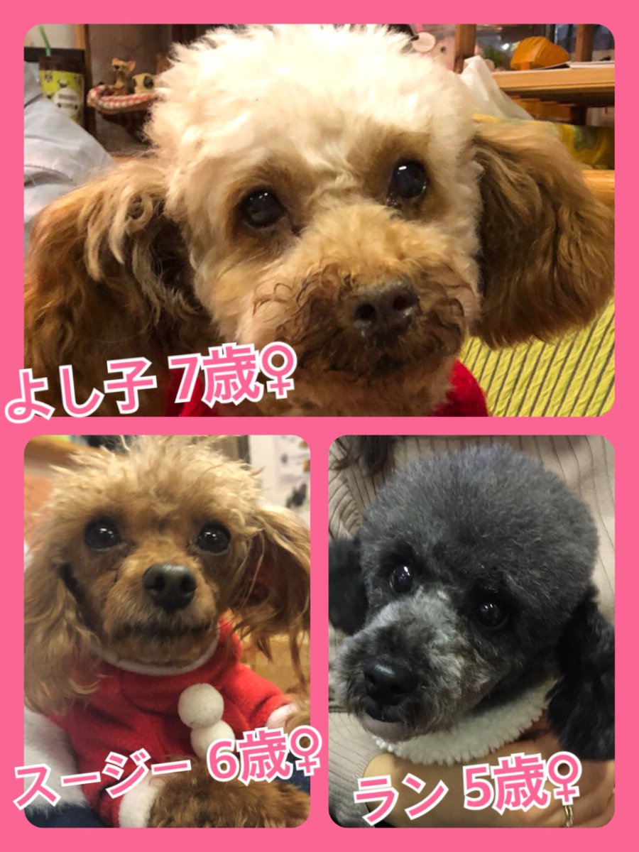 🐾今日の里親様募集中ワンコ🐶メンバーです🐾2019,12,27